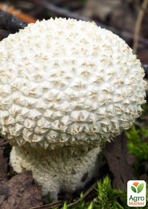 Сухой зерновой мицелий "Головач мешковатый" 100г