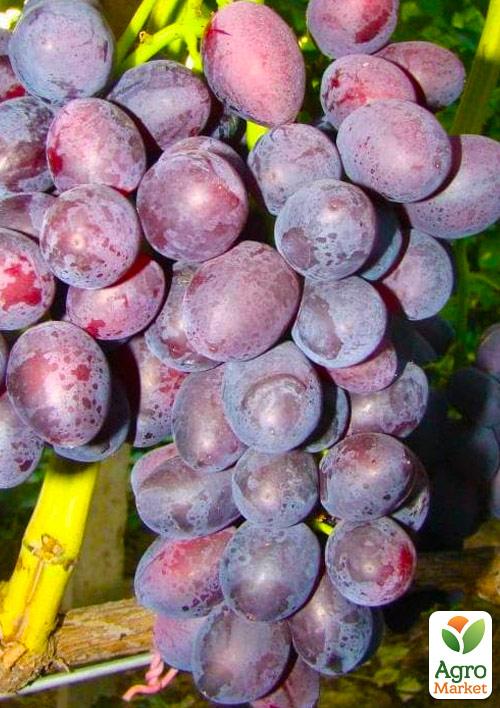 Виноград "Бордова мантія" (ранній термін дозрівання, не пошкоджується осами) - фото 5