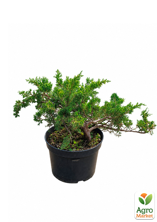 Можжевельник китайский "Expansa Variegata" (ком/сетка) диаметр 60-70 см