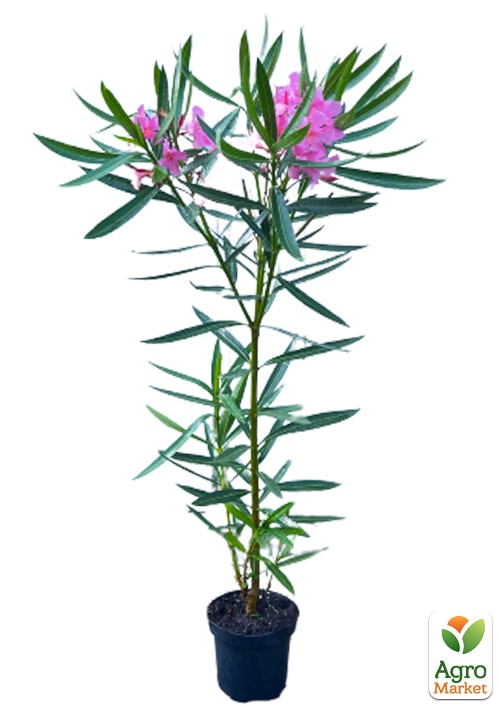 Олеандр 2-х летний "Greta" (высота 40-60см) - фото 2