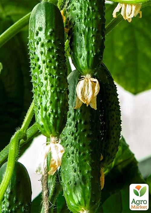 Огурец "Лютый" (в банке) ТМ "Весна Органик" 8г