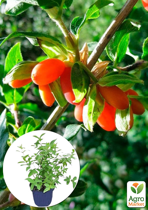 Жимолость 2-х летняя финская красноплодная съедобная "Синдишен" вазон С1