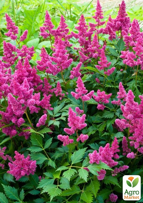 Астильба "Koeln"  - фото 3
