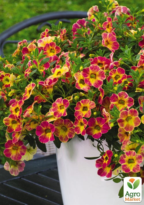 Калибрахоа Chameleon "Tart Deco" 