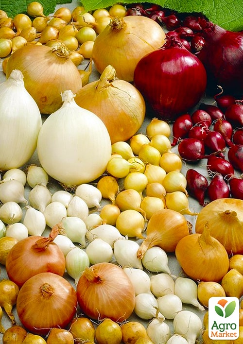 Лук-севок 1кг (арбажейка) микс сортов
