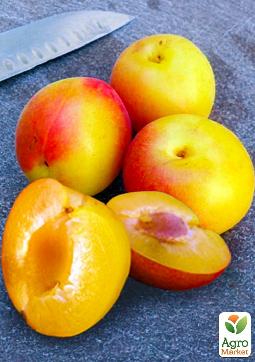 Слива-абрикос колоновидная "Шедевр" (Masterpiece) (летний сорт, средний срок созревания)