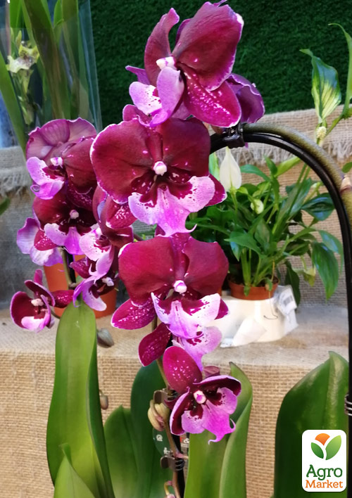 Орхідея (Phalaenopsis) «Cascade Wine» - фото 8