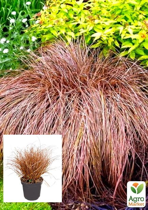 Осока Петри "Milk Chocolate" вазон С2