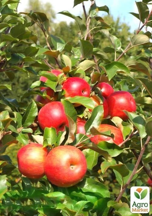 Яблуня "Чемпіон Рено" (зимовий сорт, пізній термін дозрівання) - фото 2