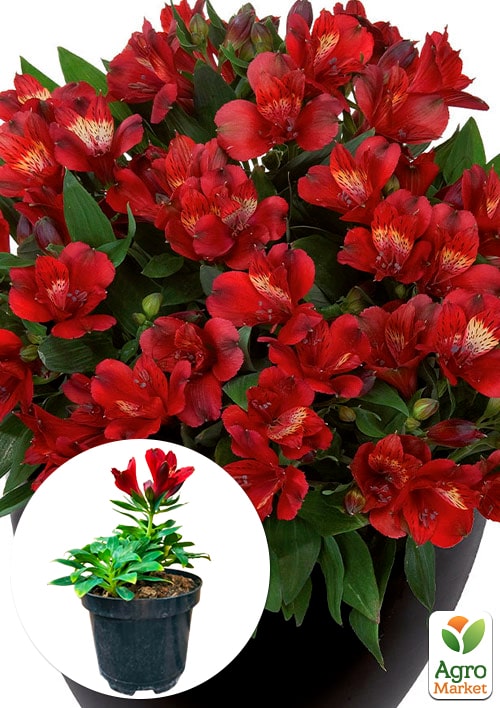 Альстромерия inticancha Patio "Doba" (выращено in-vitro) С1,5