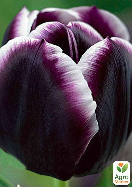 Тюльпан "Jack Pot" 3шт в упаковці