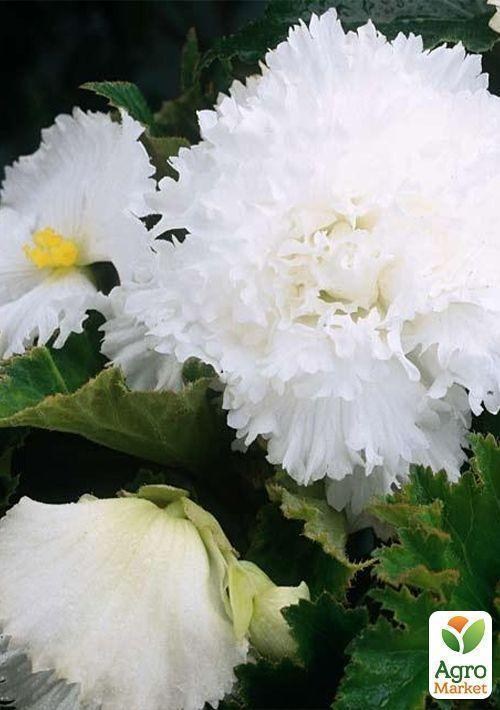 Бегония, микс из 3-х сортов "Легендарный" (Fabulous) 3шт в комплекте - фото 4