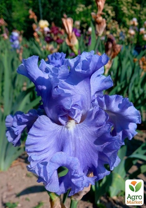 Ірис бородатий великоквітковий "Lynette Blue" - фото 2