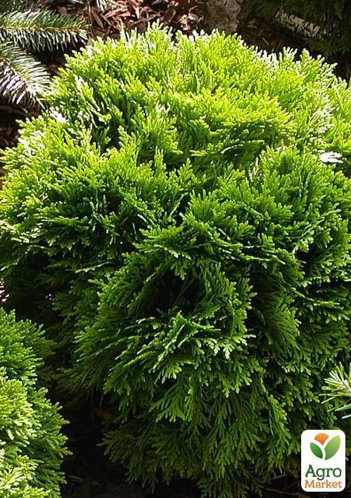 Туя західна "Little Gem" (контейнер Р9, висота 10-12см)