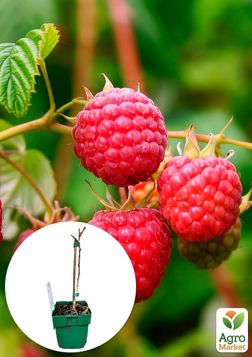 LMTD Малина "Summer Chef" (сортовая, укорененная)