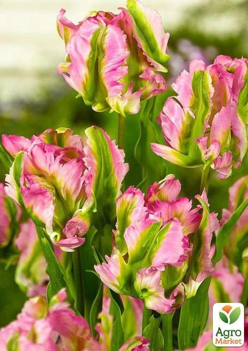 Тюльпан "Green Wave" 2шт в упаковке