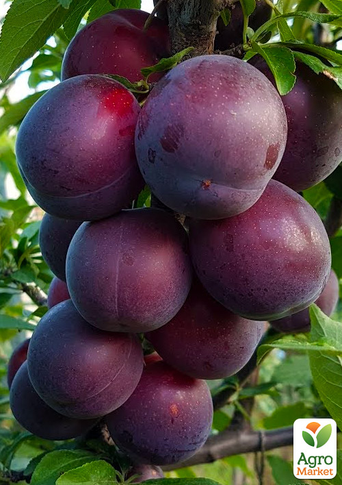 Алыча "Машенька" (летний сорт, средний срок созревания)