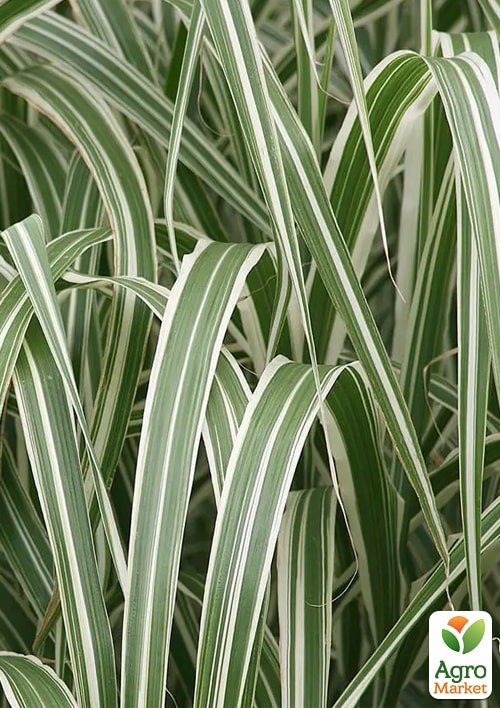 Мискантус китайский "Cabaret" С1.5 - фото 6