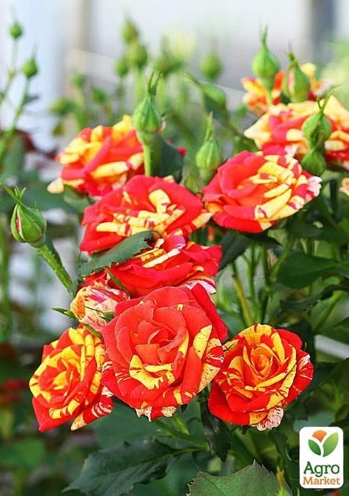 Роза мініатюрна "Фаєр флеш" (Fire Flash®) (саджанець класу АА +) вищий сорт