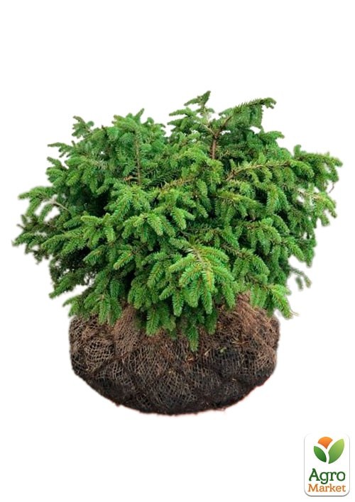 Ель обыкновенная "Nidiformis" (ком/сетка) диаметр 55-60см - фото 4