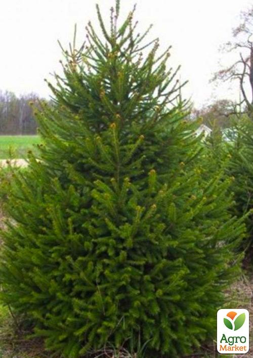 Ель обыкновенная горшок P9