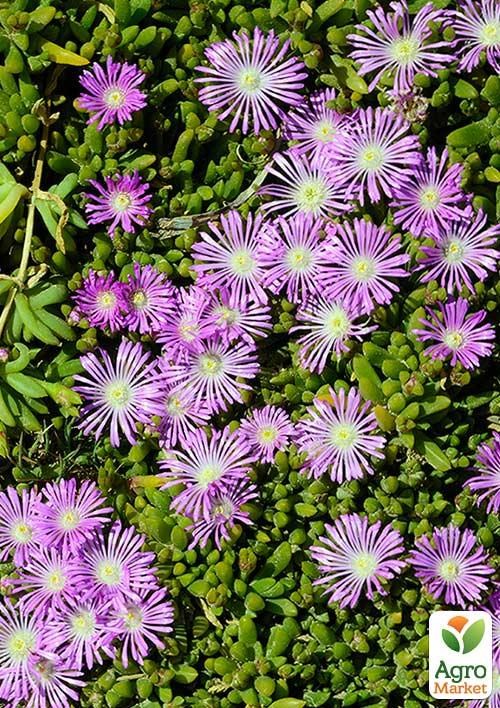 Делосперма (цветущий суккулент)  "Sundella Lavender"