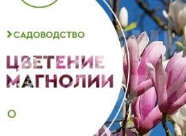 Коли цвітуть магнолії - корисні статті про садівництво від Agro-Market