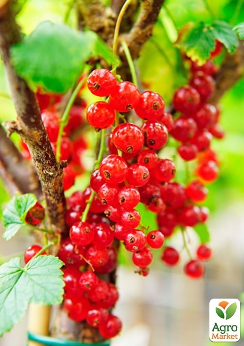 Смородина "Зітавія" (Ribes rubrum "Zitavia") Нідерланди, вазон П9  - фото 3