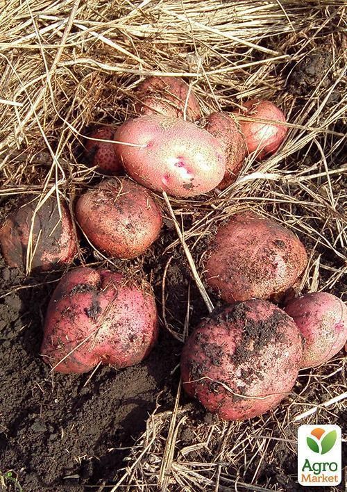 Картофель "Моцарт" семенной среднепоздний (на жарку, 1 репродукция) 1кг - фото 3