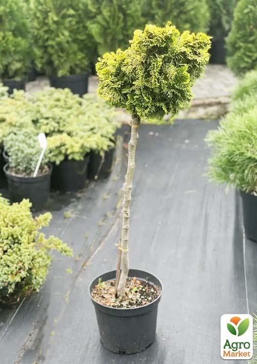 Кіпарисовик на штамбі "Tonia" С5, висота 80-90см - фото 2