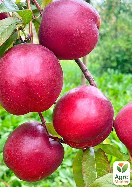 Нектарин "Лола" (лысый персик, новый, среднеранний срок созревания) - фото 4