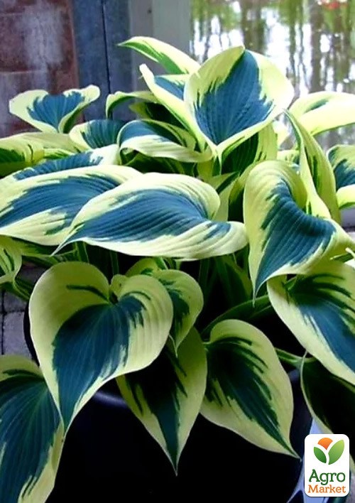 Хоста "Blue Ivory" 