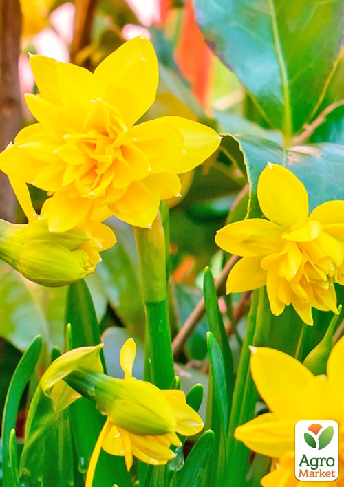 Нарцис "Tete Boucle" укорінений - фото 4