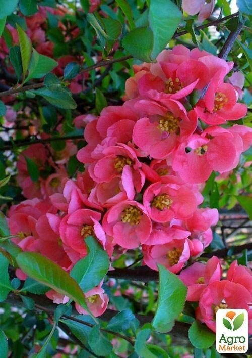 Хеномелес (Айва японська) "Pink Lady"