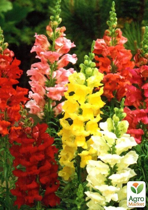 Левиний зів "Суміш" (Зипер) ТМ "Весна" 1г - фото 4