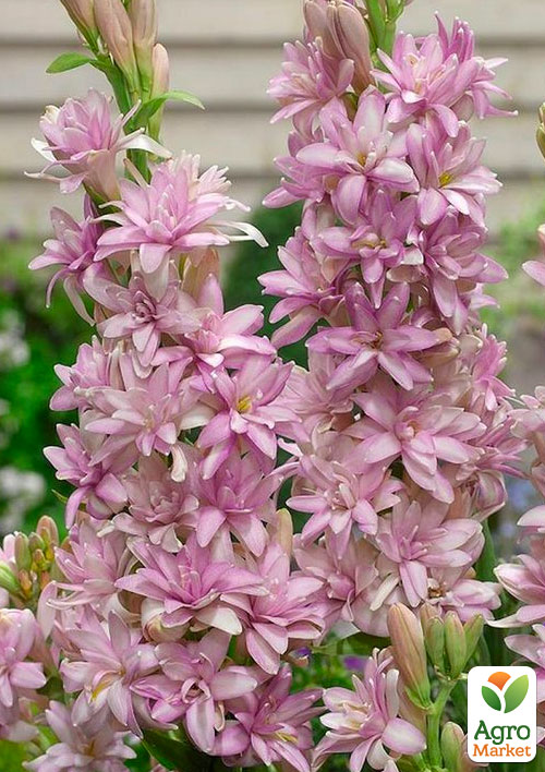 Тубероза "Pink Sapphire" (укорененная в горшке Р8) 