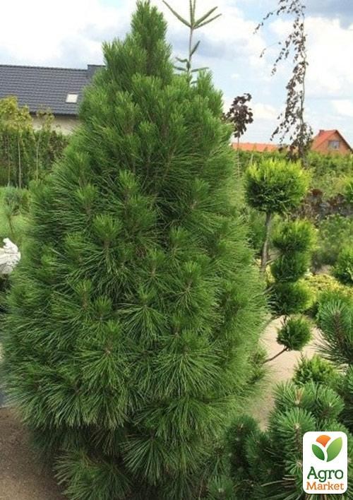 Сосна чорна "Pyramidalis" (Пірамідаліс) - фото 2