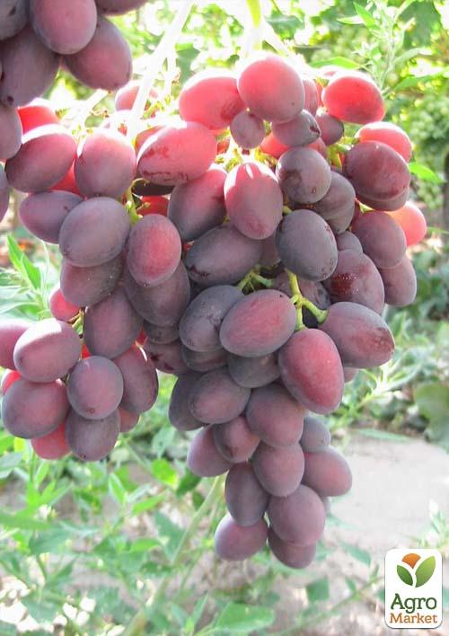 Виноград "Дунав" - фото 5
