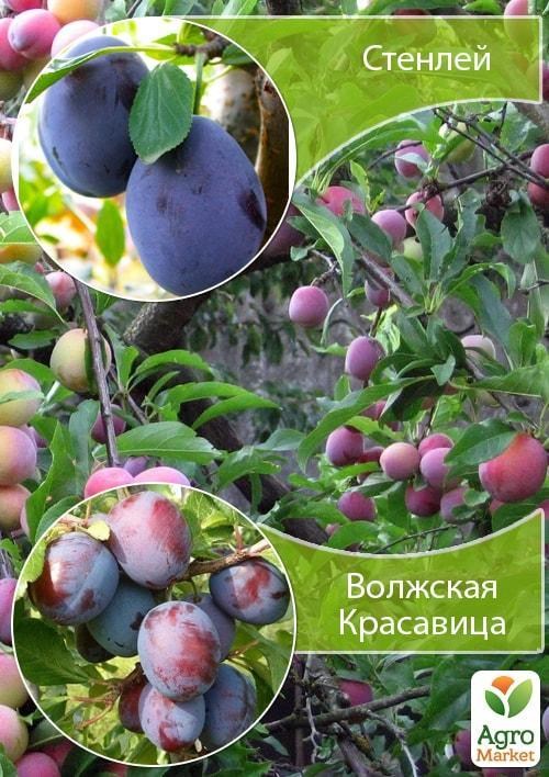 Дерево-сад Слива "Стенлей+Волжская Красавица"