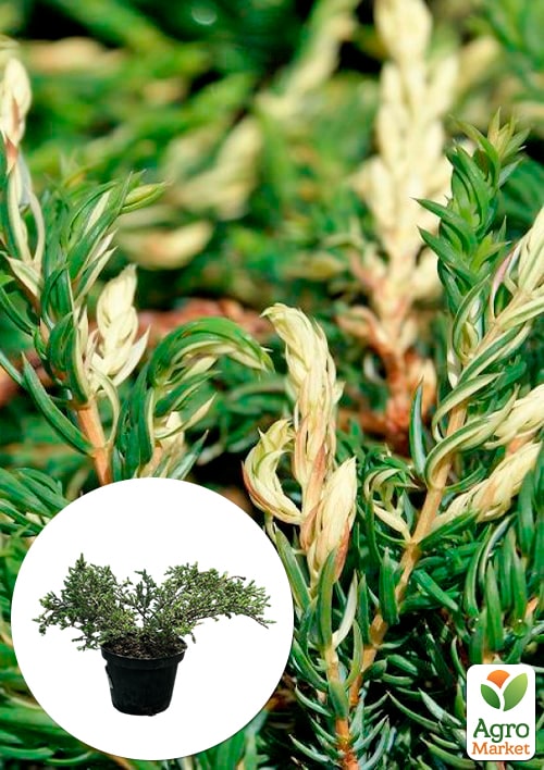 Можжевельник обыкновенный "Spotty Spreader" C2, диаметр 25-30см