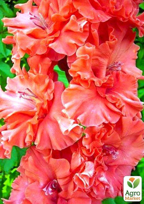 Гладиолус "Fire Frizzle" 3шт - фото 4