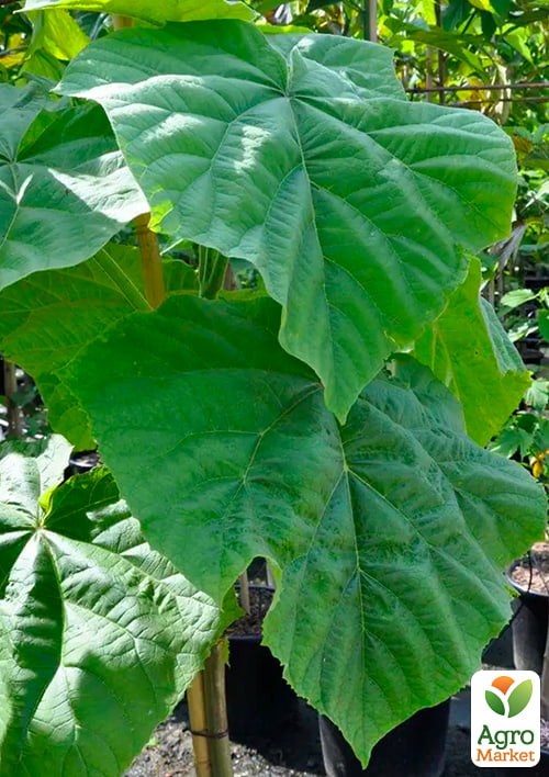 Павловнія повстяна "Імператорська" вазон Р9 - фото 3