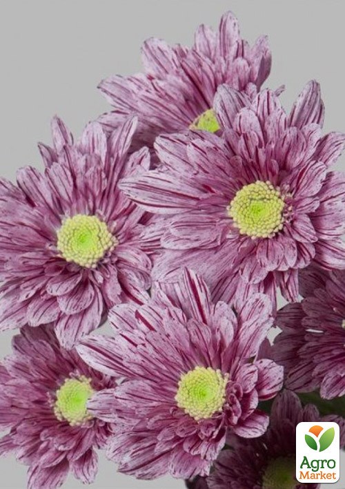 Хризантема кустовая среднецветковая "Artistic Sweet" 