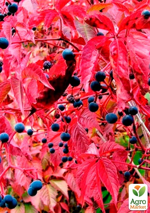 Виноград дівочий "п'ятилисточковий" (висота 10-20см) - фото 2