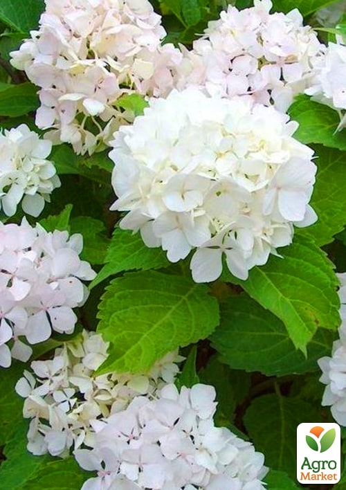 Гортензия крупнолистная "Soeur Therese" вазон Р9 - фото 2