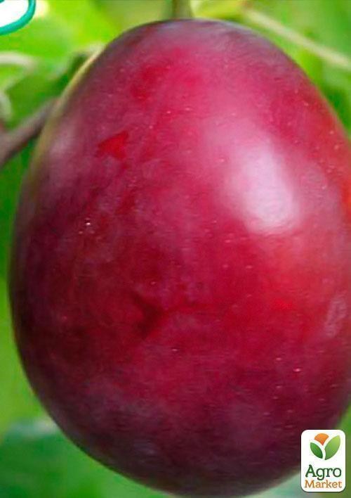 Алича "Ред Харт" (літній сорт, середній термін дозрівання) - фото 2