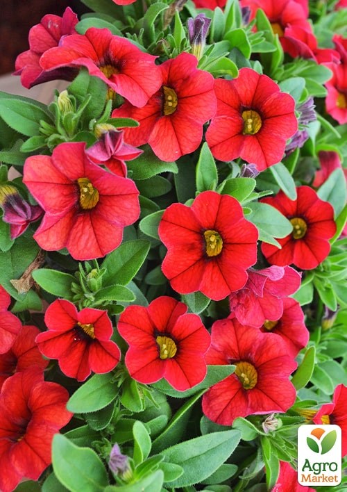 Калібрахоа Calipetite "Red" - фото 3