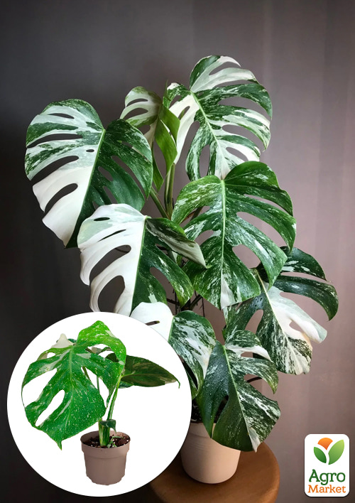 Монстера "Deliciosa variegatum Alba" 30-40см