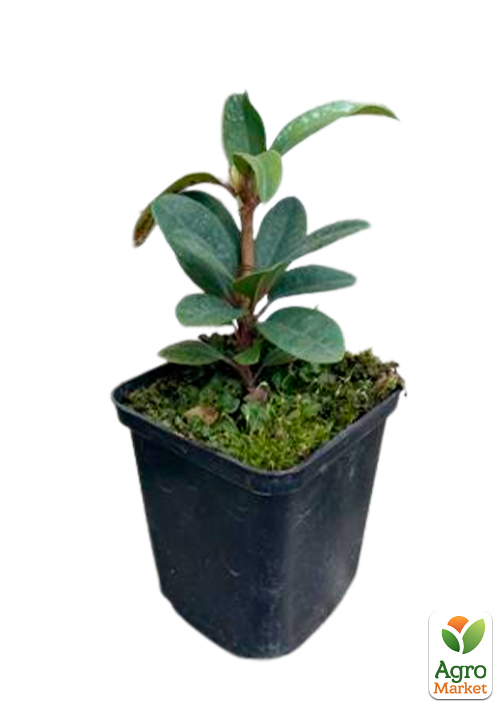 Рододендрон рожевий "Фантастика" (Fantastica) - фото 5