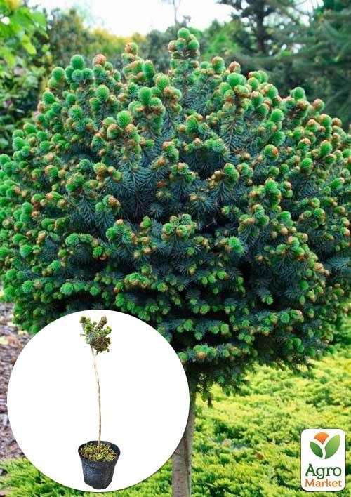 Ялина сітхінська на штамбі "Tenas" С3, висота 30-35см